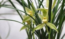 兰花姐姐爆料原视频